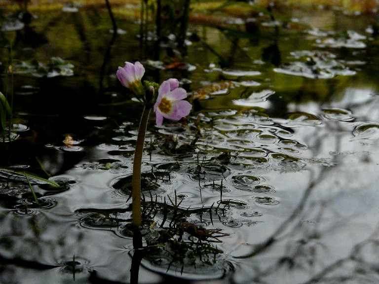 Hottonia palustris in fiore